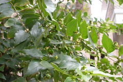 Nyctanthes arbor-tristis